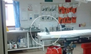 Río Grande: Denuncian la presencia de palomas en un quirófano del Hospital