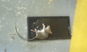 Siguen apareciendo ratas en el Colegio Ernesto Guevara