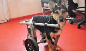 "Carmelo", el perro del carrito que concientiza sobre el trato a los animales