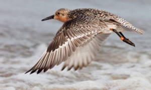 Día de las Aves Migratorias: presentarán audiovisual sobre el Playero Rojizo