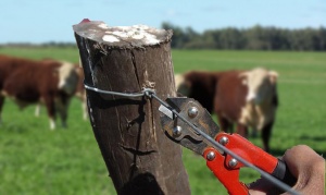 Robo de vacas en Pirinaica: “Nos sentimos desamparados” dicen los dueños de la Estancia