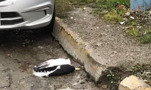 Una gaviota causó un cortocircuito y dejó a parte de Ushuaia sin luz