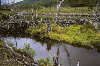 Aseguran que existen alrededor de 70 mil diques de castores en Tierra del Fuego
