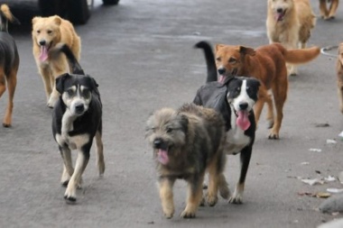 En Ushuaia buscan capturar a la jauría de perros que atacó a una mujer la semana pasada