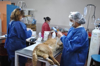 Otra jornada de castración masiva de mascotas