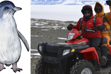 Descubren pingüino enano de 34 millones de años en la Antártida