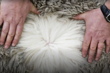 Estancieros fueguinos estiman producir 700 toneladas de lana tras la temporada de esquila