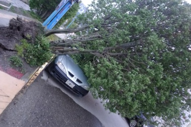 Ushuaia: un árbol cayó sobre un vehículo estacionado