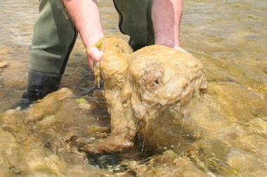 Especialistas analizan la situación del alga invasora didymo en el Parque Nacional