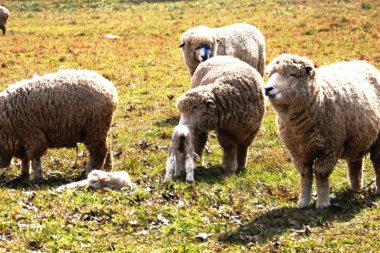 El Senasa declaró zona libre de brucelosis ovina y caprina a la región patagónica