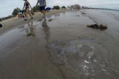 Alerta por medusas gigantes con brazos de cuatro metros en la costa de Puerto Madryn