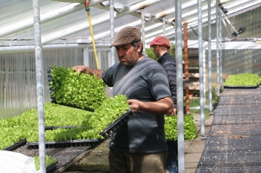 “Huertas Urbanas”: concretan nueva entrega de plantines a productores