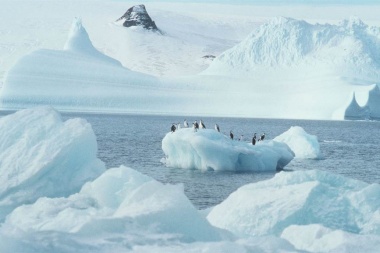 Greenpeace busca salvar a los pingüinos  de la Antártida, amenazados por la pesca de krill