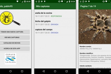 Crearon una app gratuita que permite identificar especies peligrosas de arañas