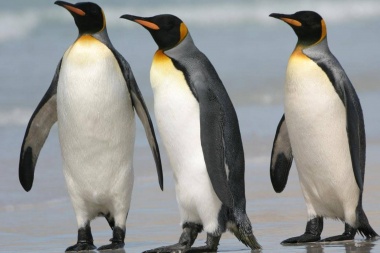 El pingüino Rey, confrontado al exilio o la muerte por el cambio climático