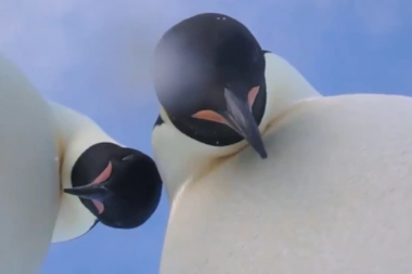 La selfie viral de dos pingüinos en la Antártida