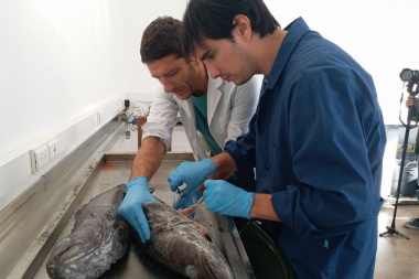 Realizan un estudio de la población de merluza negra en el Mar Argentino
