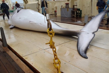 Pescadores japoneses mataron a más de 300 ballenas en la Antártida
