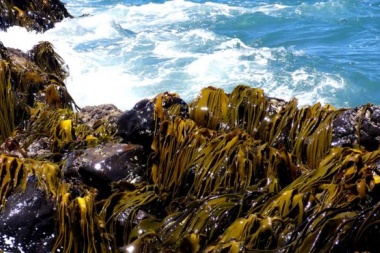 El desconcertante hallazgo de unas algas que viajaron 20.000 km hasta la Antártida