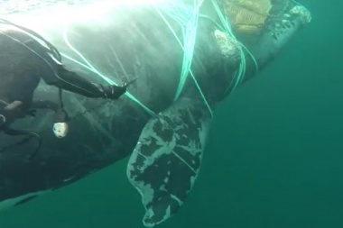 Rescataron a una ballena atrapada en redes de pesca en Cabo de Hornos