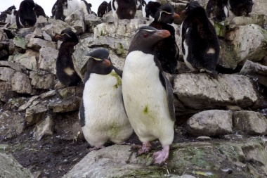 Los pingüinos de Malvinas: las inesperadas víctimas del Brexit