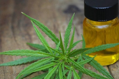 La Legislatura avanza hacia una normativa sobre cannabis medicinal en Tierra del Fuego