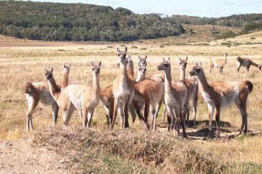 Suspenden la prohibición: Se podrá cazar y comercializar guanacos