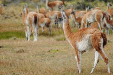 Caza y comercialización de guanacos: "Sin fiscalización se fomenta un mercado negro"