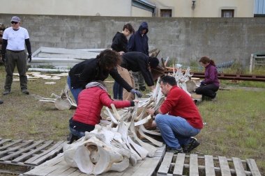 Comenzó el armado del esqueleto de la ballena FIN recuperada hace dos años en la costa
