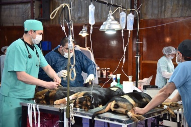 Impulsan medidas para la tenencia responsable de mascotas en Ushuaia