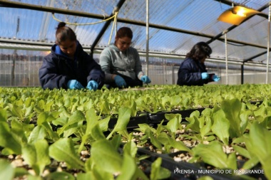 “Huertas Urbanas”: se comercializaron más de 46 mil kilos de lechuga en la temporada
