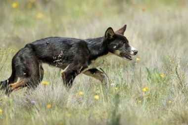 Desmienten un presunto “plan de exterminio” de perros asilvestrados en Tierra del Fuego