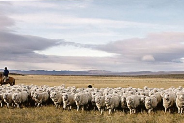 Preocupante: podrían morir 30 mil ovejas en la Patagonia por acción arbitraria del SENASA