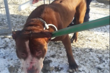 Zoonosis capturó tres perros pitbull que atacaron a otros animales en Ushuaia