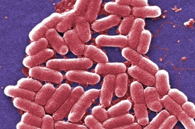 Resistencia a los antibióticos: emiten recomendaciones para evitar una “crisis potencialmente desastrosa”