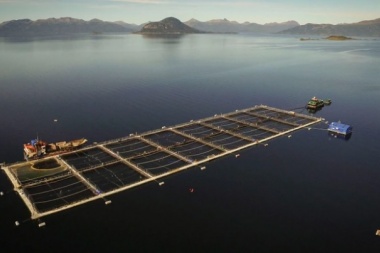 Marcha atrás de la Justicia en Punta Arenas: autorizaron el cultivo de 2 millones de salmones