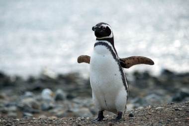 Pingüino de Magallanes, una especie amenazada por la crisis climática y la actividad pesquera