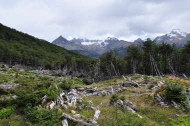 Aprueban el plan de restauración de bosques nativos que incluye a Tierra del Fuego