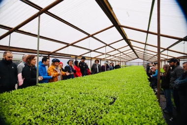 Más de 75 productores del programa 'Huertas Urbanas' recibieron plantines de lechuga