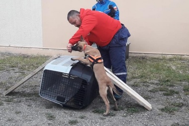 Tolhuin participa de curso de formación de perros para la búsqueda y rescate de personas