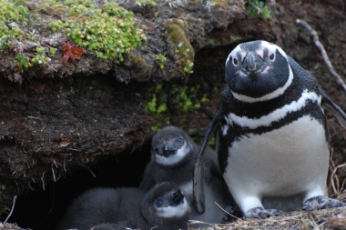 Descubren una nueva colonia de pingüinos de Magallanes en Isla de los Estados