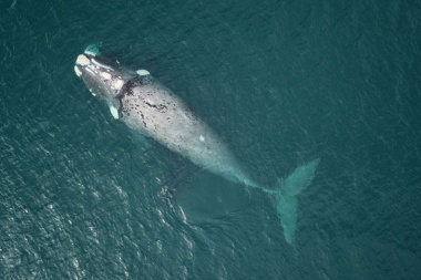 Descubren al "agujero azul": una zona de alimentación de ballenas frente a las costas de Chubut
