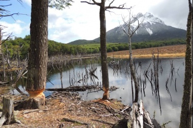 Castores en Tierra del Fuego: "Necesitamos presupuesto para mantener la erradicación y los controles durante décadas"