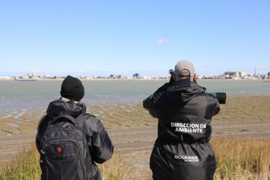 En Río Grande, el Municipio realiza un censo de aves playeras en las reservas naturales