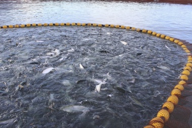 La Fiscalía de Estado rechazó pedido para anular ley contra la salmonicultura en Tierra del Fuego