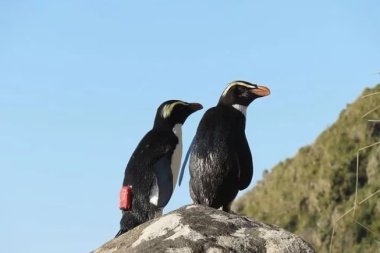 Día Mundial de los Océanos: el viaje de los pingüinos es un indicador de la salud de los mares