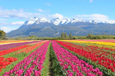Realizaron los primeros ensayos para instalar un 'campo de tulipanes' en Ushuaia