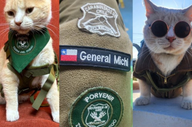 "General Michi": El tierno gatito que fue adoptado por una comisaría de Porvenir