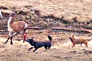 Los perros de nadie: el imparable fenómeno que tiene en jaque a Tierra del Fuego