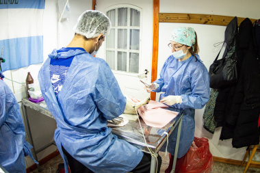 Este viernes 12 es el último día del operativo de castración masiva en la Margen Sur de Río Grande